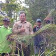 Panen Perdana Tanaman Empon-empon